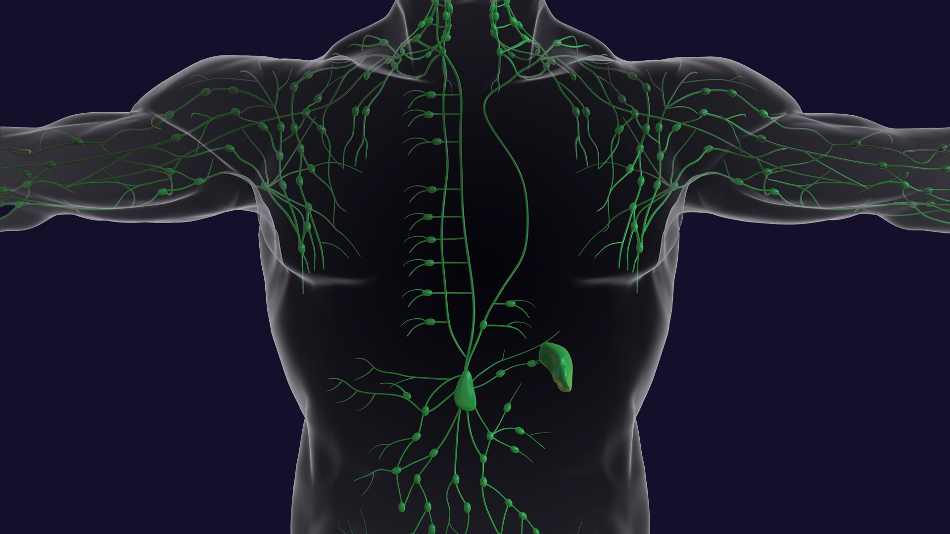Lymph-system